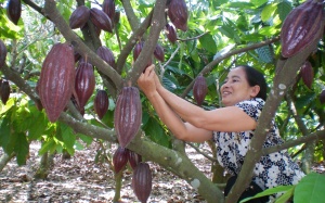 Để cacao 'sống được' ở Việt Nam