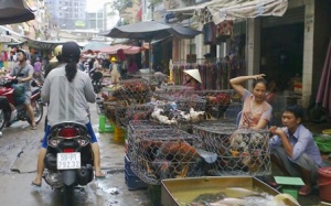 Cúm gia cầm có nguy cơ bùng phát vào cuối năm