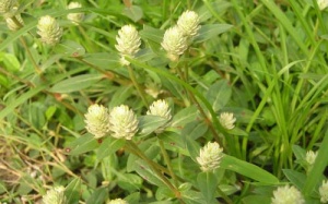 Cây nở ngày đất: Thảo dược quý dễ tìm