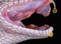 Sơ cứu rắn cắn: Nhanh chóng, giảm tử vong