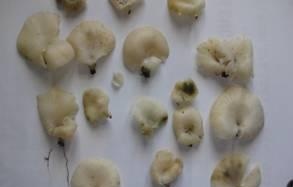 Ngộ độc do ăn nấm rừng