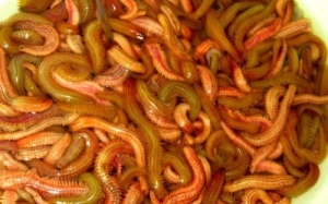 Món ăn từ rươi: Ngon nhưng độc 'chết người'