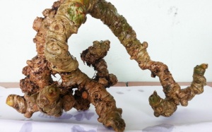 Sâm Ngọc Linh – Dược liệu quý trước bờ tuyệt chủng