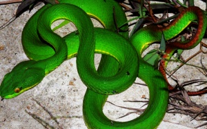 Vì sao rắn 'ồ ạt' tấn công dân miền Trung