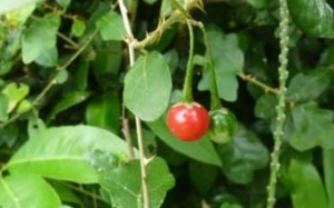 Bài thuốc điều trị các bệnh về gan từ cây cà gai leo