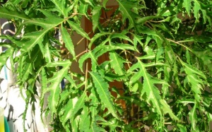 Tác dụng chữa bệnh không ngờ của cây đinh lăng