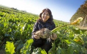 Tạo máu nhân tạo từ cây củ cải đường