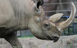 Thực hư tác dụng của sừng tê giác