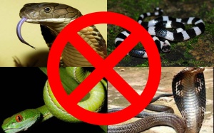 Gặp 'khắc tinh' của các loài rắn độc đất Hà Tĩnh