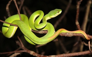 Phác đồ điều trị khi bị rắn lục xanh đuôi đỏ cắn