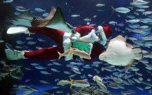 Không khí Giáng sinh khắp thế giới qua ảnh (P2)