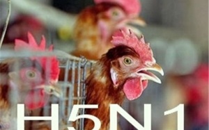 Cảnh báo: Cúm A/H5N1 vừa xuất hiện có thể lây sang người