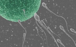 Tế bào gốc cũng tạo được trứng, tinh trùng!