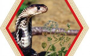 Rắn hổ mang - 'Cứu tinh' cho người bệnh khớp?