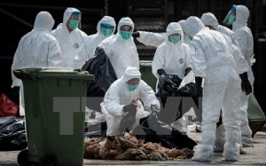 Hong Kong tiêu hủy gà, tạm ngừng nhập khẩu vì dịch cúm