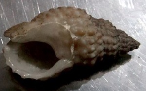 Ốc bùn răng cưa gây chết người tại Ninh Thuận