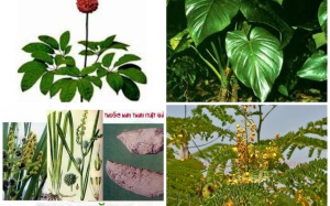 Những cây thuốc, vị thuốc có tác dụng thay thế mật gấu (P6)