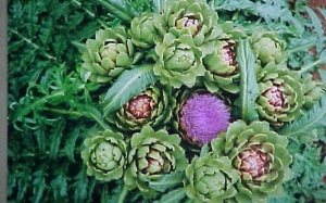 Atiso vừa công vừa thủ