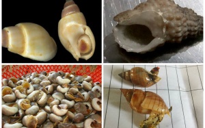 Báo động tình trạng ngộ độc ốc biển