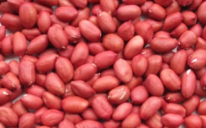 Phát hiện gần 700 tấn lạc nhập khẩu có côn trùng nguy hại