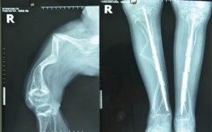 Cao xương cá sấu giúp điều trị xương thủy tinh