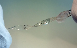 Cấy ghép mô điện giúp người liệt đi lại bình thường