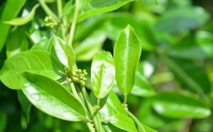 Chè dây - dược liệu quý trong điều trị bệnh dạ dày