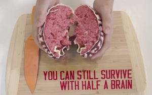 Những sự thật thú vị về bộ não con người