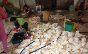 Nửa đêm 'đánh úp' lò mổ chui, thu hơn 1 tấn vịt