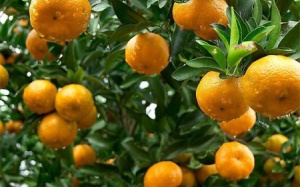 Những bài thuốc hay từ quả quýt