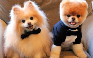 33 ảnh động về động vật khiến bạn cười ngất (P.2)