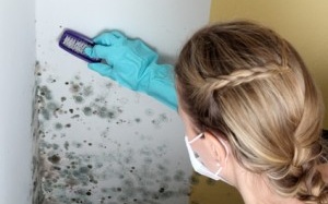 Nấm mốc trong nhà – Làm sao để 'diệt'? (P2)