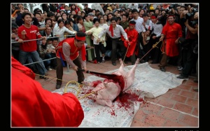 Lễ hội chém lợn: Tục lệ đẹp hay tàn bạo và độc ác?