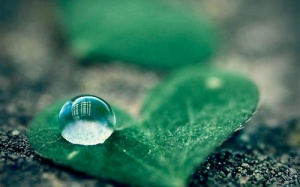 Ảnh đẹp mê hồn về thế giới thu nhỏ trong giọt nước