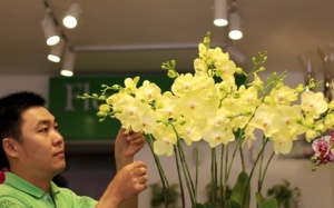 Thú chơi hoa lan Tết vài chục triệu đồng của đại gia Sài Gòn