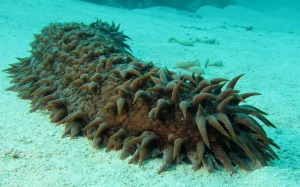 Hải sâm - dược liệu quý cho bệnh ung thư