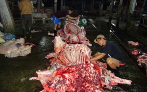 Bắt quả tang một lò mổ bơm nước vào bụng bò