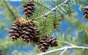 Bất ngờ với lợi ích kỳ diệu của hạt thông