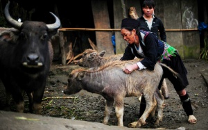 Mẫu Sơn rét 2 độ, Sapa 6 độ C