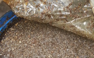 Phát hiện lò mắm bẩn, bốc mùi hôi thối