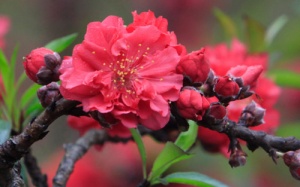 Đào Tết trăm triệu có gì đặc biệt?