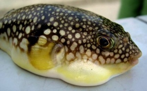 Nhận biết và phòng tránh ngộ độc cá nóc