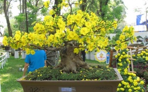 Dịch vụ cho thuê mai, đào, quất thi nhau hét giá