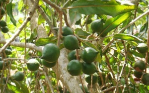 Lợi nhuận trồng maca cao gấp 3 lần cà phê