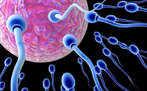 Trứng và tinh trùng thay đổi theo thời gian như thế nào