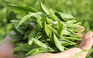 Vật dụng sơ cứu có sẵn trong bếp