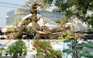 Vú 'lão', khế cổ 'náo loạn' chợ hoa xuân