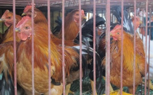 Ca thứ hai nhiễm cúm A/H5N6 đã tử vong