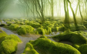 Những khu rừng đẹp huyền bí trên thế giới