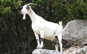 Đón Ất Mùi: Tìm hiểu 15 điều kỳ lạ về loài dê